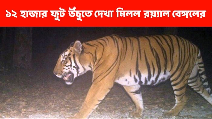 দেশের এই অরণ্যে ১২ হাজার ফুট উঁচুতে মিলল রয়্যাল বেঙ্গলের অস্তিত্ব