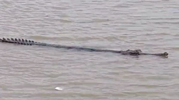 ঘরিয়াল। ফাইল ছবি