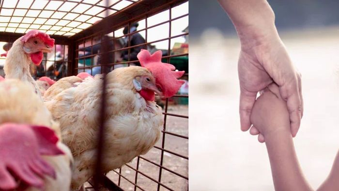 Bird Flu Chicken Bengal