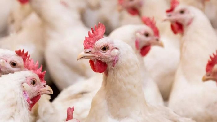 মুরগী (প্রতীকী ছবি)