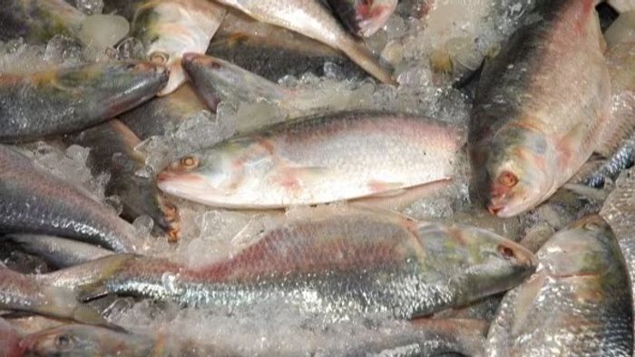 সস্তা হল ইলিশ