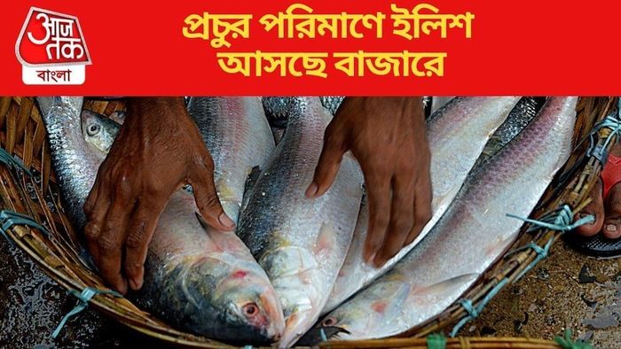 ইলিশ মাছ
