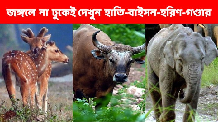 জঙ্গল তো বন্ধ, এখন ডুয়ার্সে গেলে কোথায় থাকলে দেখা যাবে হাতি-হরিণ-বাইসনদের?