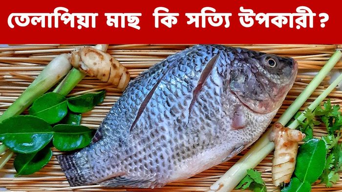 তেলাপিয়া মাছ
