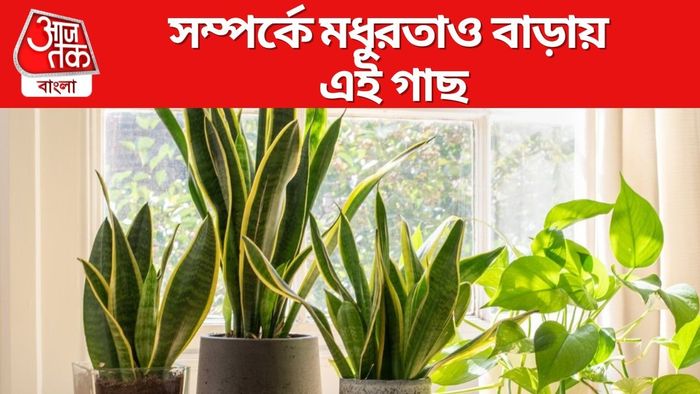 সম্পর্কে মধুরতাও বাড়ায় এই গাছ