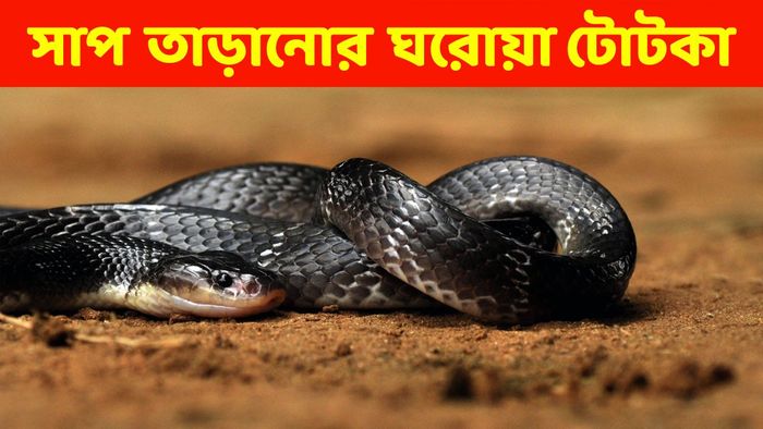 সাপ তাড়ানোর উপায়