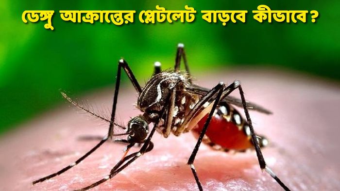 রাজ্যে বাড়ছে ডেঙ্গু আক্রান্তের সংখ্যা