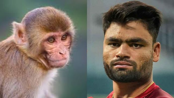 প্রতিশোধ? ক্রিকেটার রিঙ্কু সিংকে একই বাঁদর কামড়েছে ৬ বার!