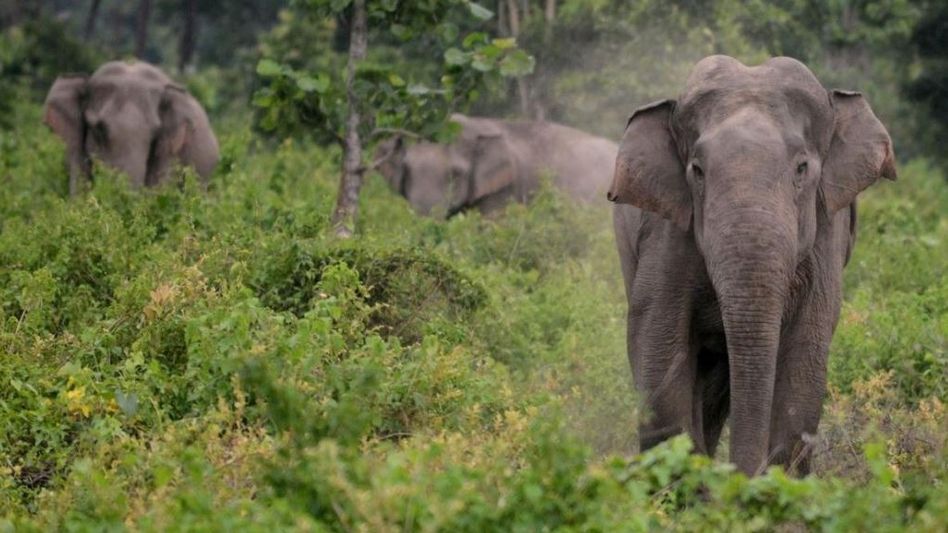 মত্ত হাতি পাল আসছে গ্রামে? আগেই অ্যালার্ট করে দেবে জঙ্গলমহলের AI মত্ত হাতি পাল আসছে গ্রামে? আগেই অ্যালার্ট করে দেবে জঙ্গলমহলের AI