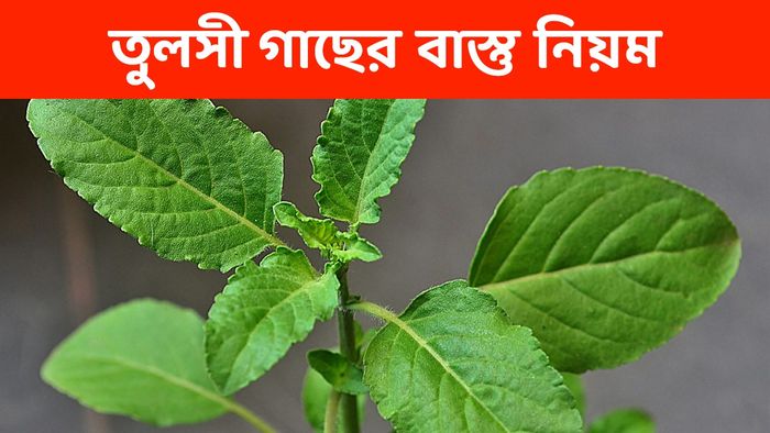 তুলসীর বাস্তু