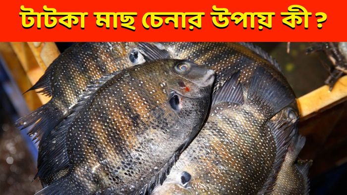 টাটকা মাছ