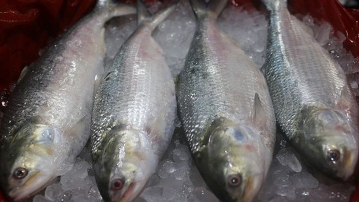 Hilsa Price