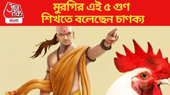 মুরগির এই ৫ গুণ শিখতে বলেছেন চাণক্য