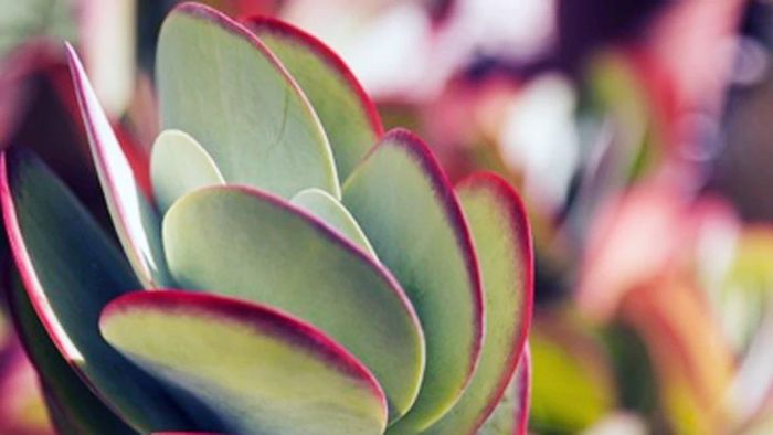 বাড়িতে এই গাছ রাখলে আজীবন অর্থ আসে, কিন্তু কোথায় রাখবেন?