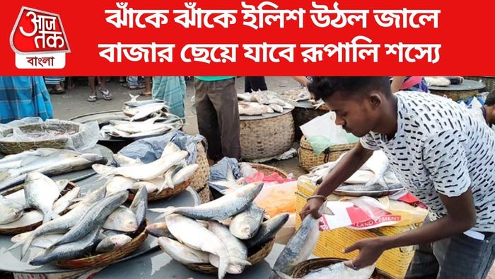 ঝাঁকে ঝাঁকে ইলিশ উঠল জালে