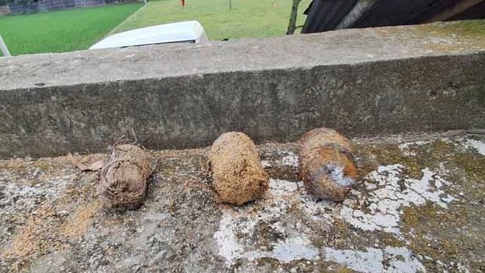 ছাদে রোদে শুকোচ্ছে প্রচুর বোমা, ইসলামপুরে চোখ কপালে পুলিশের