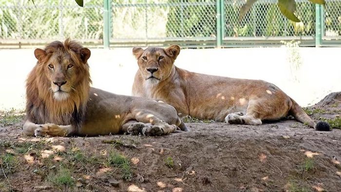 অবশেষে নাম বদলাল শিলিগুড়ির বেঙ্গল সাফারি পার্কে দুই সিংহের