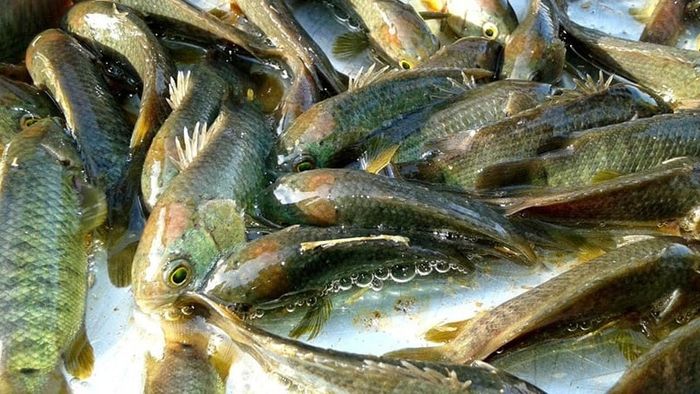 কই মাছ। প্রতীকী ছবি