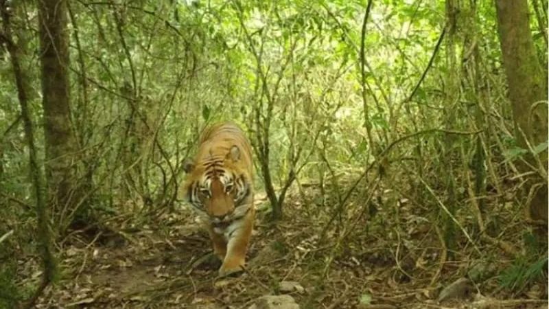 নেওড়াতে প্রথমবার বর্ষায় বাঘের হদিশ, এক না একাধিক ধন্দে বন দফতর