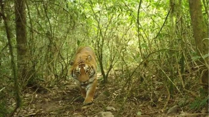 নেওড়াতে প্রথমবার বর্ষায় বাঘের হদিশ, এক না একাধিক ধন্দে বন দফতর