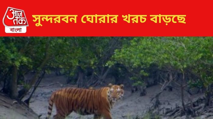 সুন্দরবন। ছবি: সংগৃহীত।