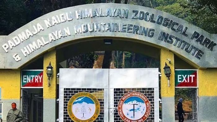 ফের বড় সাফল্য, দার্জিলিং চিড়িয়াখানায় তুষার চিতা, রেড পান্ডার সংখ্যা বাড়ল