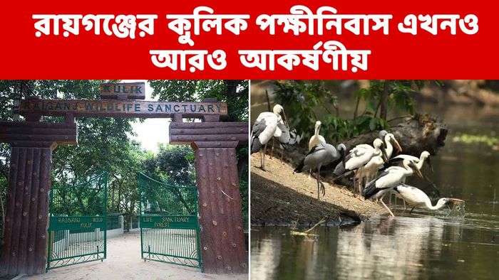 কুলিক ঘোরার জন্য স্পেশাল বন্দোবস্ত বন দফতরের, ফুরফুরে থাকবেন পর্যটকরা