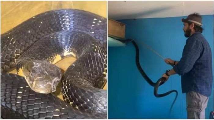 বেডরুমে দেখা মিল ৯ ফুট কিং কোবরার