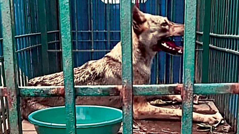 বহরাইচে আবার ধরা পড়ল মানুষখেকো নেকড়ে, আতঙ্ক এখনও কাটেনি বহরাইচে আবার ধরা পড়ল মানুষখেকো নেকড়ে, আতঙ্ক এখনও কাটেনি