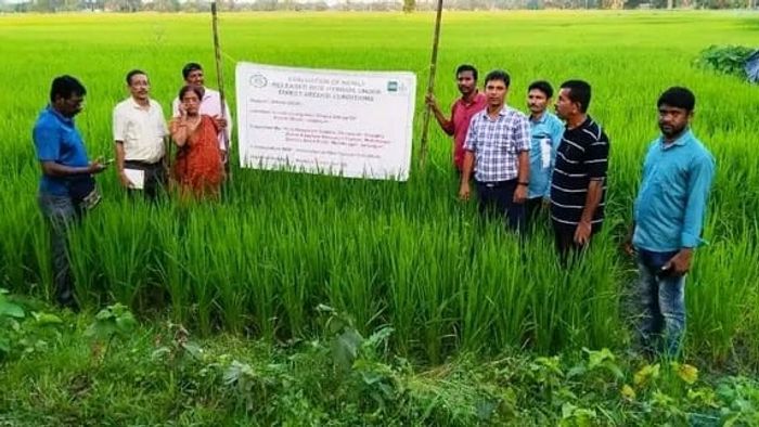 বিশ্বকে উপহারের প্রস্তুতি উত্তরবঙ্গে, আত্মপ্রকাশের অপেক্ষায় ১৫টি নতুন ধান