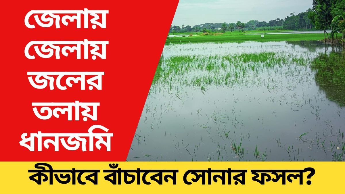 জলে ডুবেছে জমি, ধান বেঁচে যাবে, টিপসগুলি রইল, লোকসান হবে না