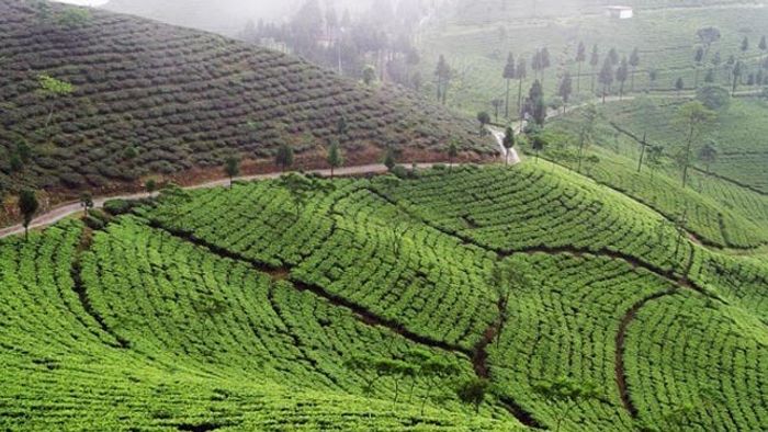 বাংলায় নকল দার্জিলিং চা কত ঢুকছে? দু'টি ল্যাবরেটরি গড়ছে রাজ্য