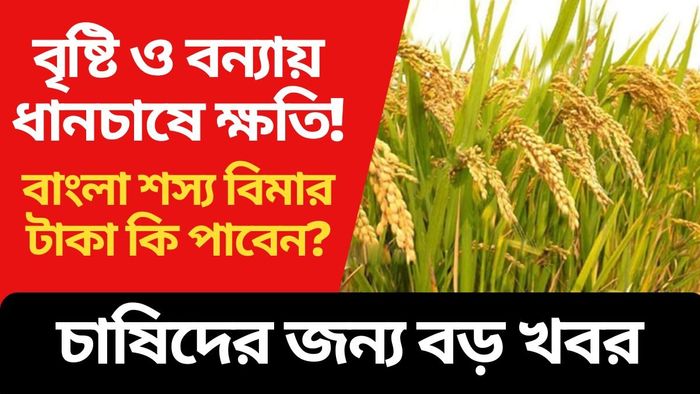 বন্যায় ১২ জেলায় ধানচাষে ক্ষতি, শস্য বিমার টাকা কি পাওয়া যাবে?
