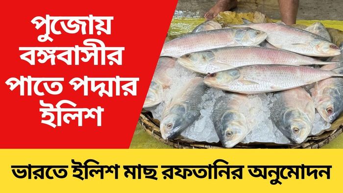 ৩ হাজার মেট্রিক টন ইলিশ আসছে বাংলাদেশ থেকে, পাতে পড়বে পুজোয়
