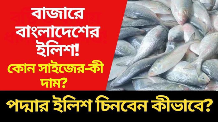 পদ্মার ইলিশ ঢুকছে রাজ্যে।-গ্রাফিক ছবি