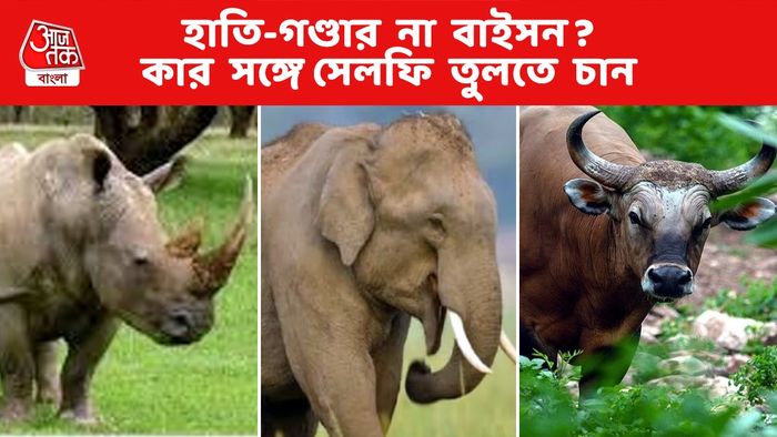 ডুয়ার্সের জঙ্গলে হাতির সঙ্গে সেলফি তোলার সুযোগ, তৈরি হল সেলফি পয়েন্ট
