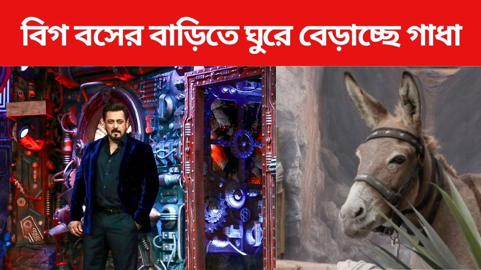 বিগ বস ১৮-র ঘরে হঠাৎ ঢুকে পড়ল গাধা, কেসটা কী বলুন তো?  বিগ বস ১৮-র ঘরে হঠাৎ ঢুকে পড়ল গাধা, কেসটা কী বলুন তো?