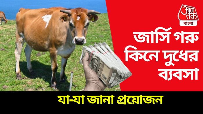 জার্সি গরুর ব্যবসায় ভাল মুনাফা।
