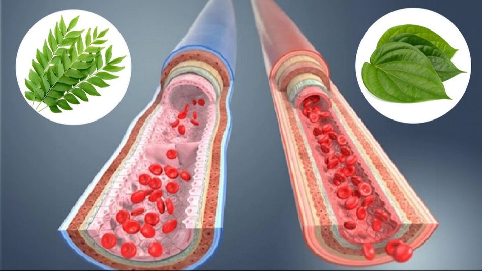 ৪ পাতার কামালেই কাবু হবে ইউরিক অ্যাসিড, কীভাবে খেলে উপকার?   ৪ পাতার কামালেই কাবু হবে ইউরিক অ্যাসিড, কীভাবে খেলে উপকার?