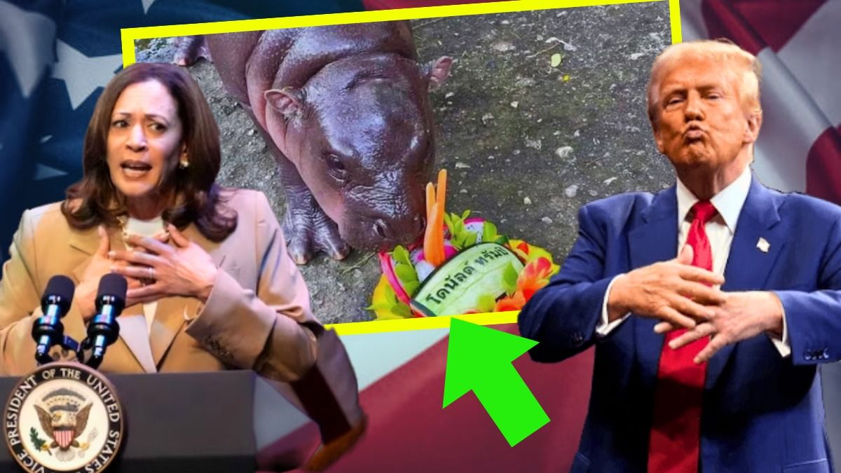 সেই ছোট্ট জলহস্তী।