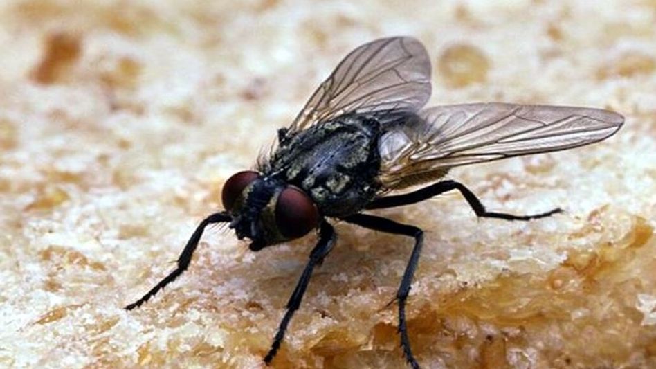 খুনিকে ধরিয়ে দিল মাছি, চাঞ্চল্যকর ঘটনা জব্বলপুরে, কীরকম? খুনিকে ধরিয়ে দিল মাছি, চাঞ্চল্যকর ঘটনা জব্বলপুরে, কীরকম?