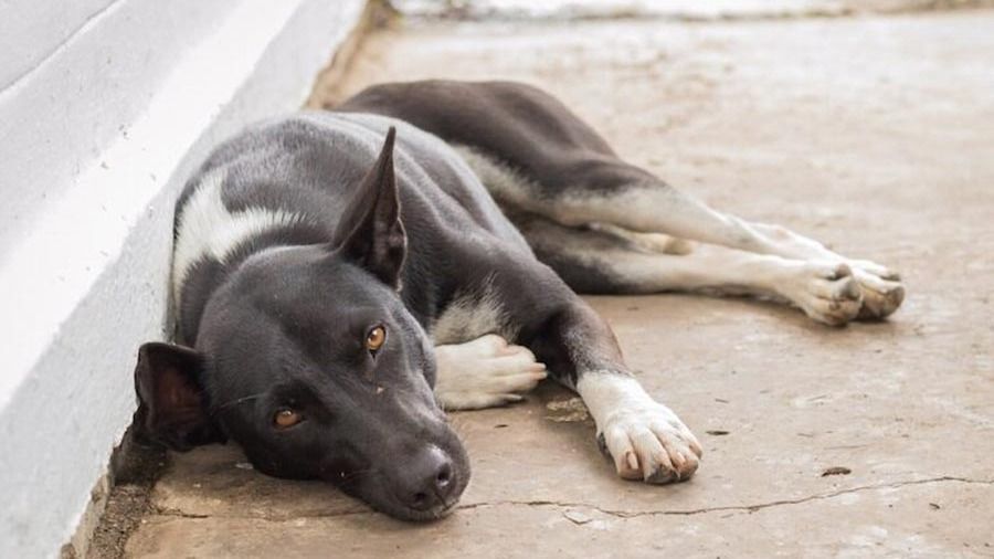 ছবিটি প্রতীকী