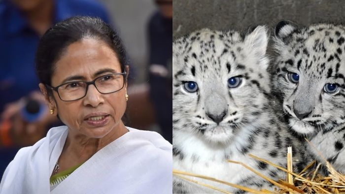 চিতা শাবকদের নামকরণ করলেন মুখ্যমন্ত্রী।-কোলাজ