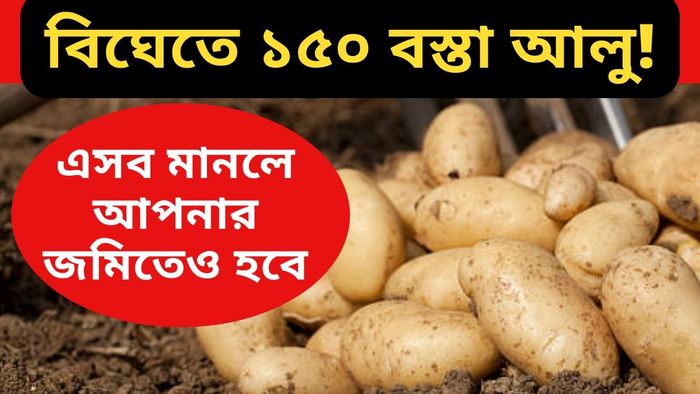 বিঘা প্রতি ১৫০ বস্তার বেশি আলু হবে, এই টিপসগুলি খাতায় লিখে রাখুন