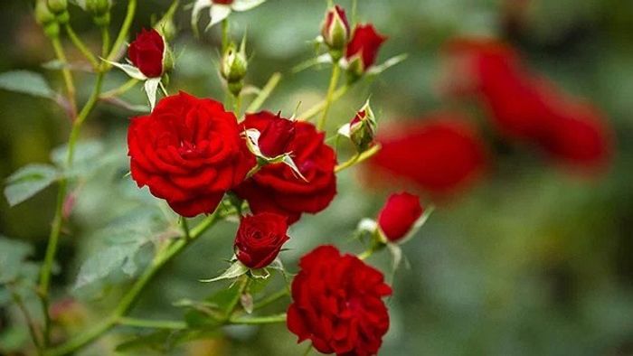 বাড়িতে গোলাপ গাছ লাগানোর আগে সাবধান, সুখ-শান্তি উবে যেতে পারে