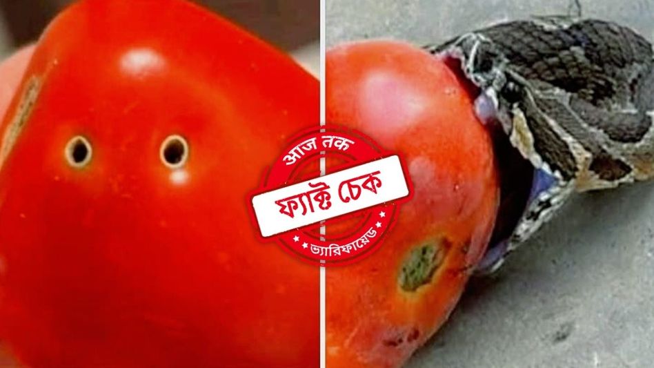 ফ্যাক্ট চেক: ছিদ্রযুক্ত টমেটোতে কি সাপের বিষ থাকে? এমন টমেটো খাওয়া নিরাপদ নাকি বিপজ্জনক? ফ্যাক্ট চেক: ছিদ্রযুক্ত টমেটোতে কি সাপের বিষ থাকে? এমন টমেটো খাওয়া নিরাপদ নাকি বিপজ্জনক?