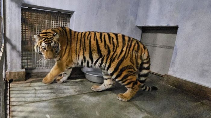 মায়ের ভুল কামড়, শিলিগুড়ির সাফারি পার্কে ৩ রয়্যাল বেঙ্গল শাবকের মৃত্যু