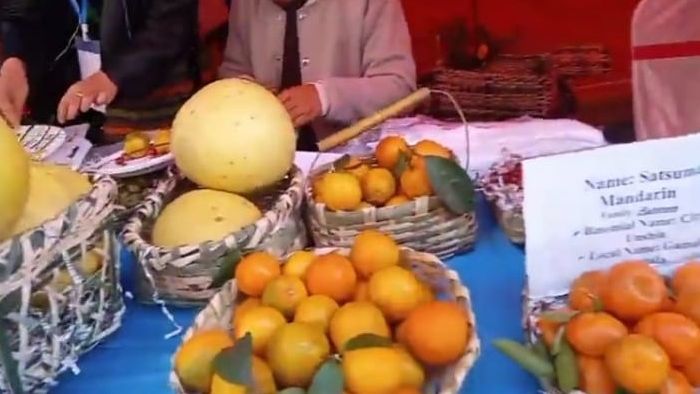 দার্জিলিঙের কমলার গরিমা ফেরাতে কালিম্পঙে শুরু অরেঞ্জ ফেস্টিভ্যাল