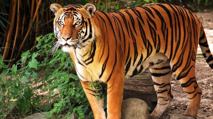 পুরুলিয়ার রাইকা পাহাড়ে জিনাত