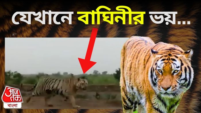 বাঘিনী জিনাত।-গ্রাফিক-সৌমিক মজুমদার